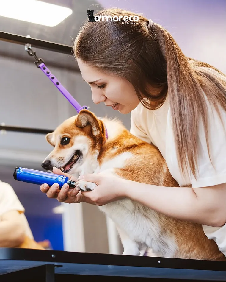 Cachorro tendo as unhas aparadas na mesa de tosa